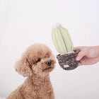 CACTUS - snuffle + squeaky