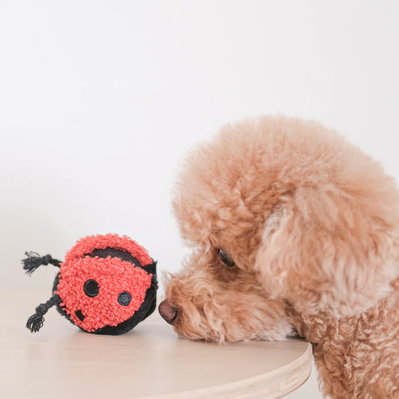 LADYBUG POP - squeaky + bouncy